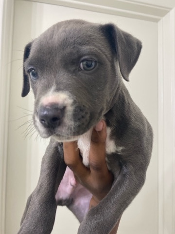 American Pit Bull Terrier – Grey pitbull baby