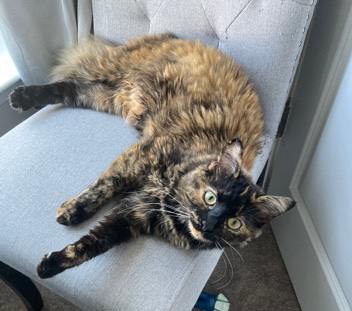 Maine Coon – selling 6 month old kitten