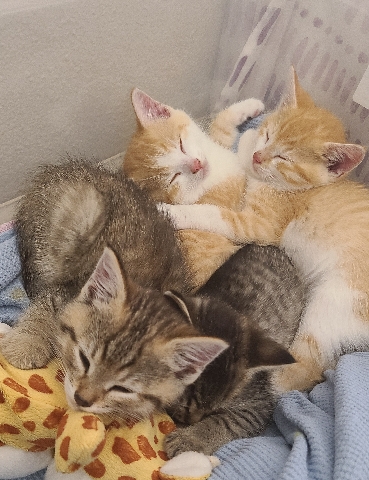 kittens for sale