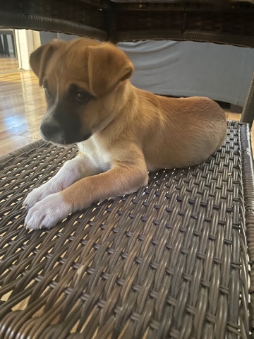 American Pit Bull Terrier – dog
