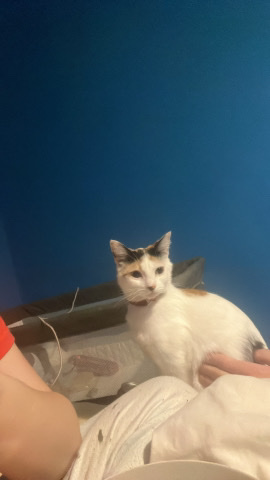 Cats for sale both turkish vans