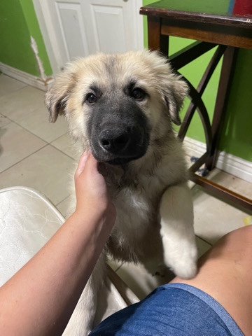 Great Pyrenees – 16 week Male puppy for sale