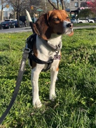 Beagle – needs a new home