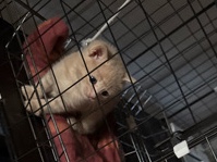 Manx - Manx/ Orange Tabby  available for adoption in Las Vegas