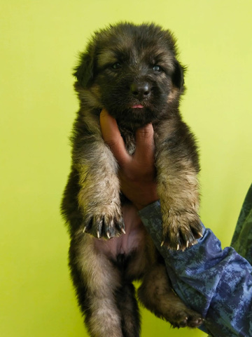 German Shepherd – German Shepherd puppy Double Coat Heavy Bone