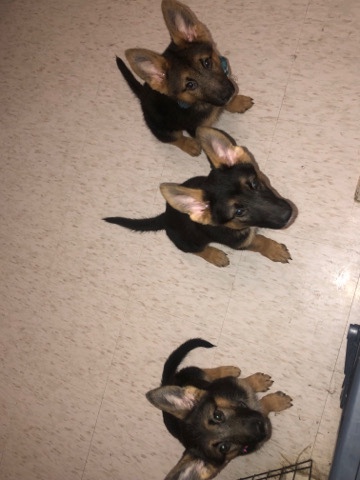 German Shepherd – puppy’s for sale
