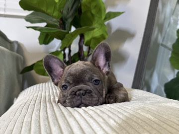 French Bulldog – frenchie blue brindle female – Fort Worth