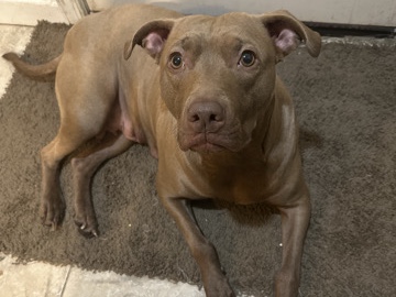 American Pit Bull Terrier – Pit Bull Terrier x Lab mix in Philadelphia – Philadelphia