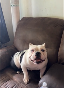 Exotic Bully