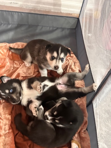 Siberian Husky – Full siberian husky puppies for sale.