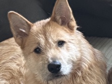 Akita inu Mix 