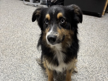 Australian Shepherd – Male Australian Shepherd – Hillsboro