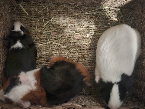 3 loving Guinea pigs 