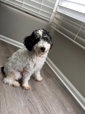 Poodle – Buttercup Needs A New Home