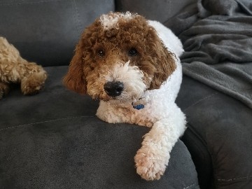 Adopt Goldendoodle Berlin in Elkridge
