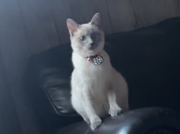 Siamese – Siamese cat
