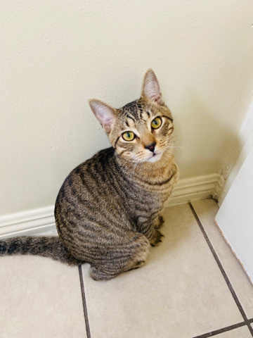 American Shorthair – Sweet kitten