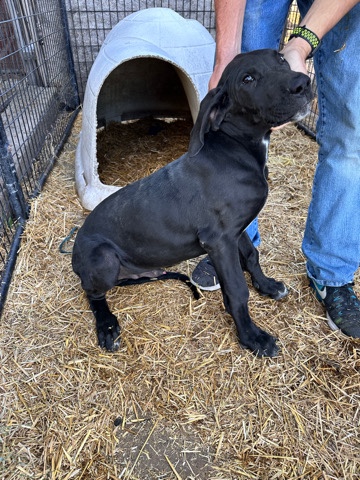 Great Dane – Great Dane puppy