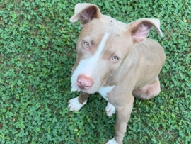American Pit Bull Terrier – Ami – Bartlett