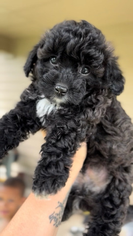 Poodle – Maltipoo Pups