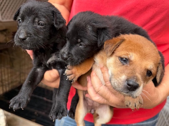 Mixed Breed – puppies for adoption – Petaling Jaya
