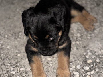 Rottweiler – Baby Rottweiler