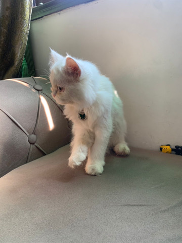 Persian (Modern) – Persian cat