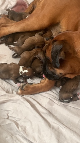 Boxer – excellent bloodline kc reg boxer puppy’s