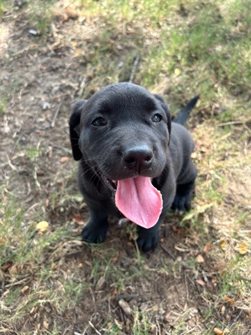 Lab mixed with pit