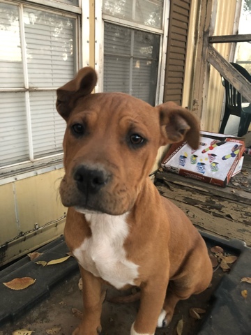 Pit bull pups