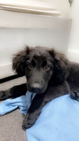 English Cocker Spaniel – cocker spaniel for sale