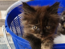 Persian (Traditional) - Persian kitten cats  available for adoption in Bengaluru