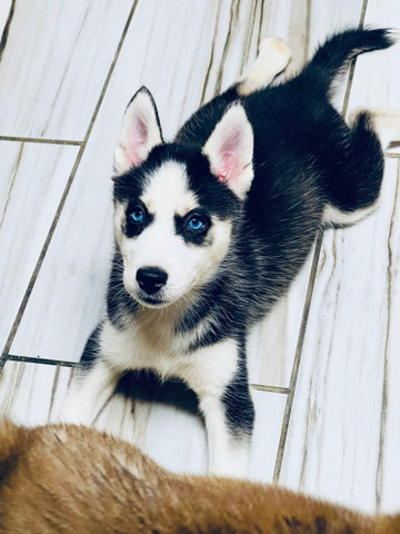 Siberian Husky – Willow