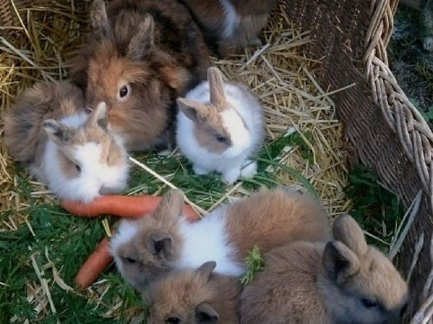 vend plein de bébé lapin 