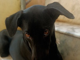 VEYTA NAAI – Navi Mumbai