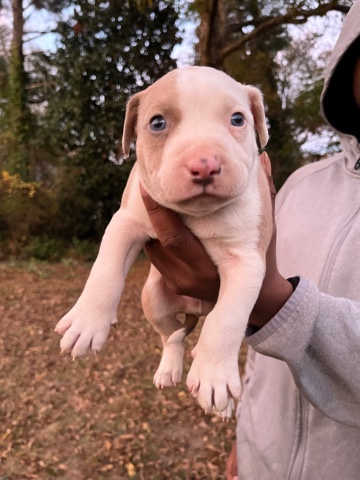 American Pit Bull Terrier – American Pitbull Terrier Puppy