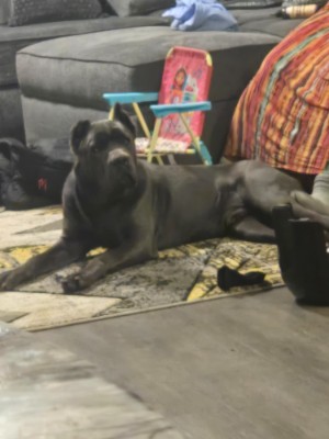 Cane Corso – Cane Corso for sale!! – Blue Springs