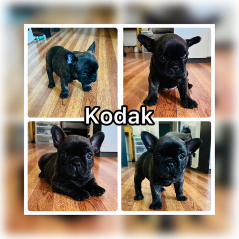 French Bulldog – Akc french bulldog puppy