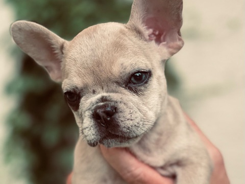 French Bulldog – Wolfgang – Blacklick