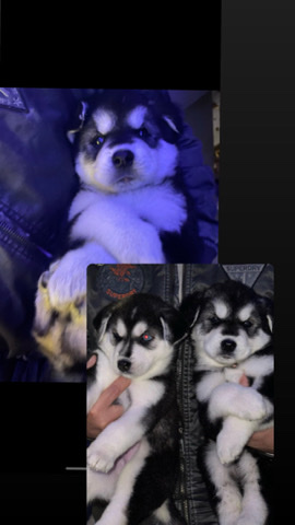 Husky