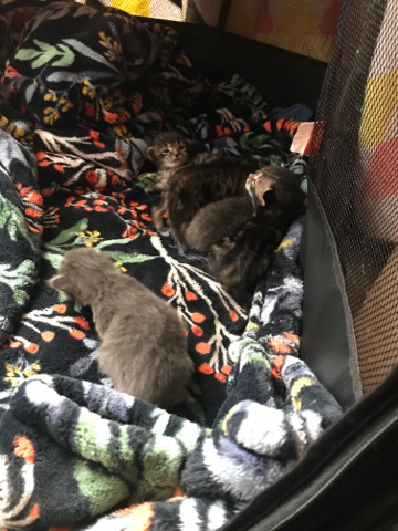 American Shorthair – 5 baby kitties located in Tacoma Washington