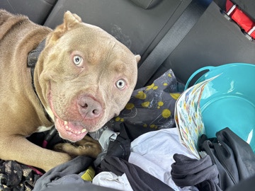 American Bulldog – Tank – Sacramento
