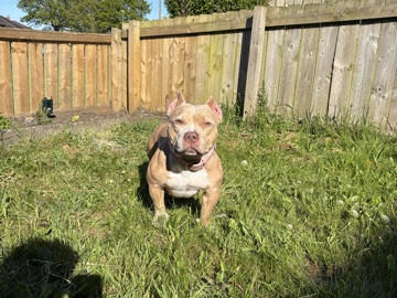 American Bulldog – American Pocket Bully, Female – Chester Le Street