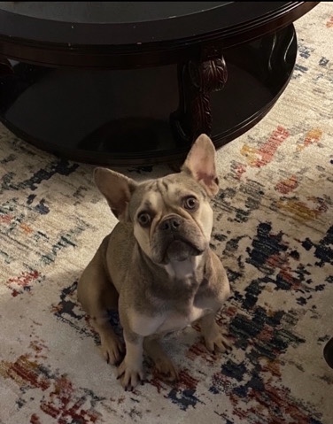 French Bulldog – French Bulldog “Frenchie”