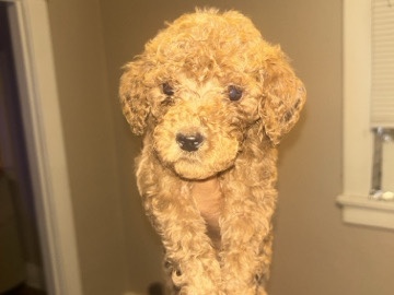 Poodle – StandardPoodleCKC – New Orleans
