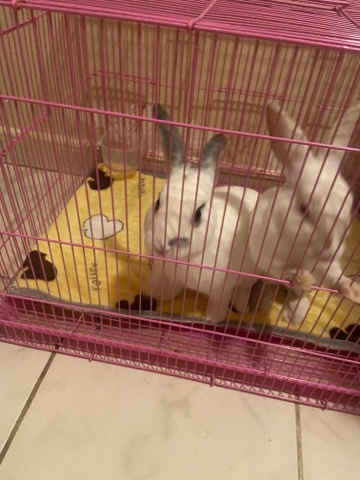 Rabbit For Sale