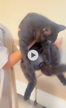 Scottish Fold – Cat up for adoption