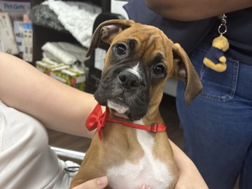 Boxer – Baby Boxer in Need of a Loving Home – Davie