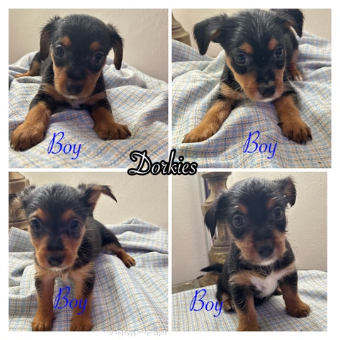 Yorkshire Terrier – Puppy Love