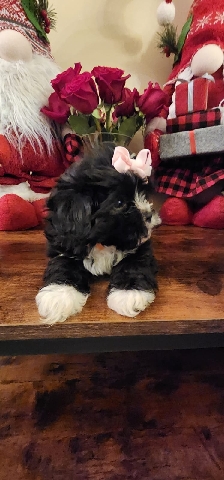 Shih Tzu – shih tzu puppies